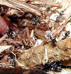 ants moving home