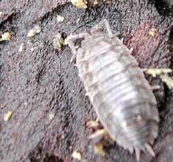 armored log dweller