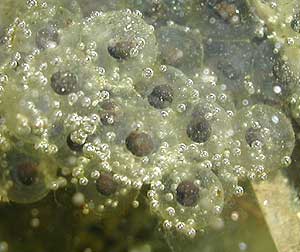 bubbled eggs