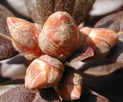 bud cluster