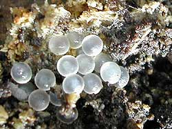 eggs under log