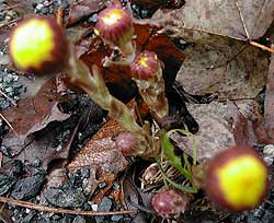 Glowing buds