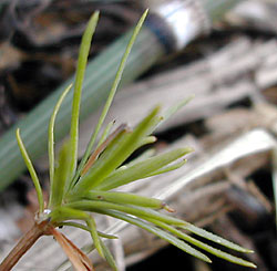 new growth