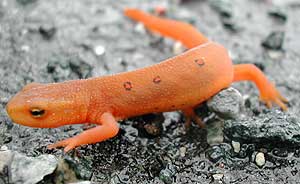 Red Eft