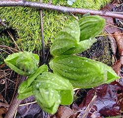 vigorous shoots
