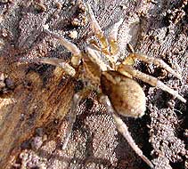 spider camo
