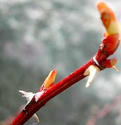 wild rose spine