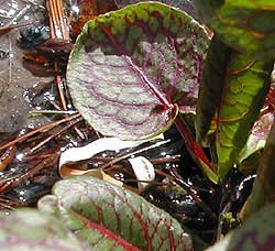 wetland growth