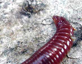 worm meets granite
