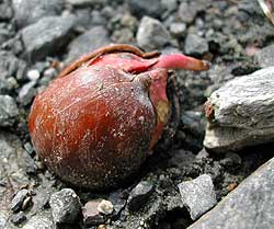 acorn sprout