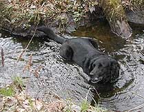 dog break