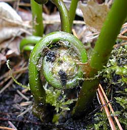 fiddlehead