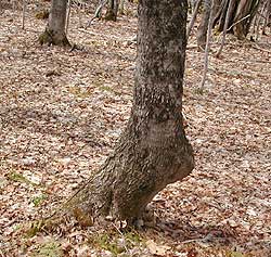 tree ankle