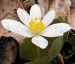 blossom
