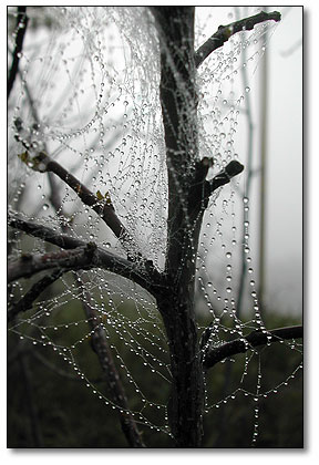 Pearly dew drops ride the spider line
