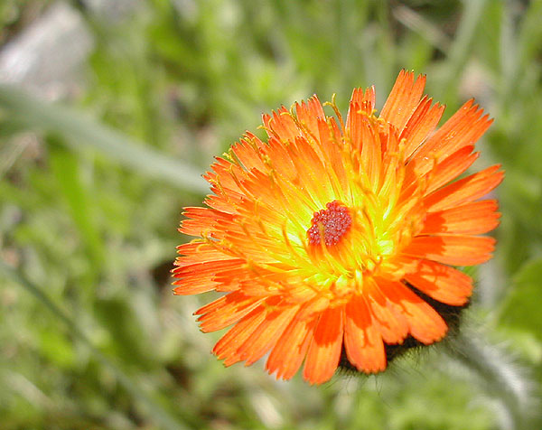 Vivid Orange Blossom