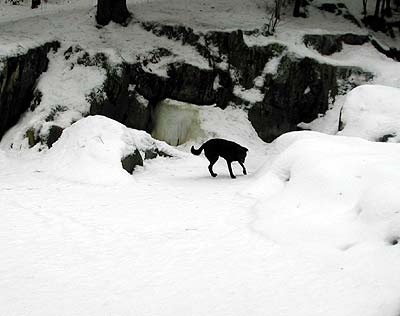 Zeke sniffs for his swimming hole