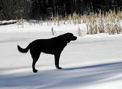 Long shadows of winter