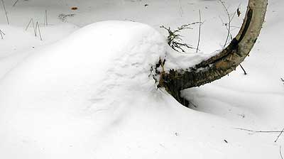 Snow Elephant