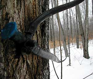 Maple syrup farm