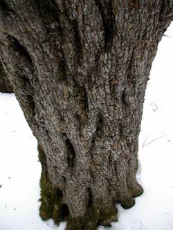 Twisty Tree Trunk