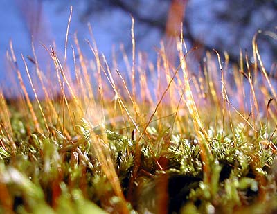 Trunktop mosses