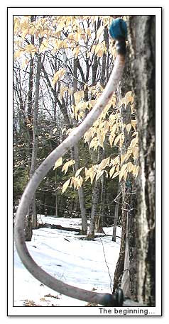 Tree tap