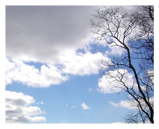 Tree and Sky