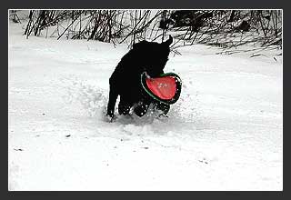 Prancing Snow Dog