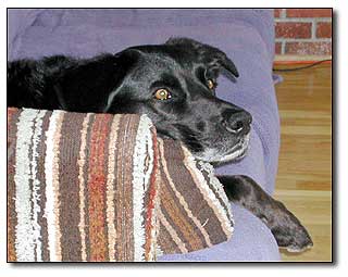 Dog couch potato