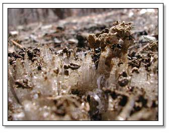 Icy Mud Sprouts