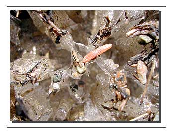 View of ice crystals from above