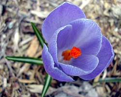 crocus