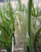 dead leaf in chive patch