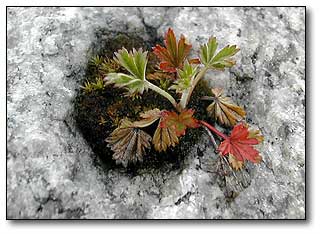 granite growth