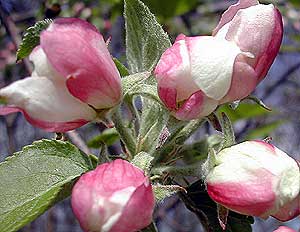 apple blossoms