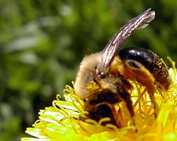 pollen frenzy