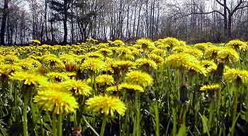 dandelion invasion