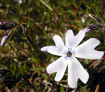 joyous bloom