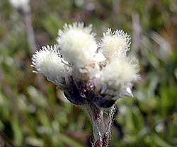 wetlandbloom