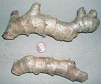 ginger root