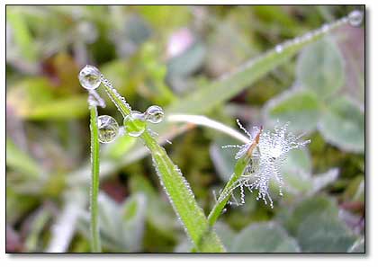 Dew drops clinging precariously