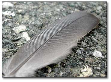 Feather on the road