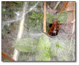 Spider web funnel