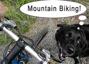 bike dog