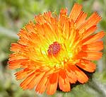 flower thumbnail