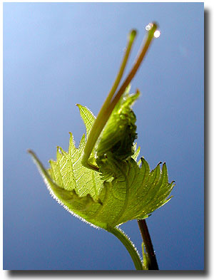 Early morning grape growth