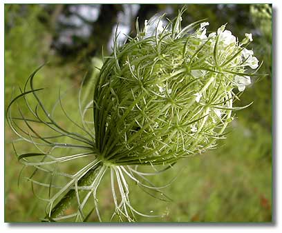 bundle of blooms