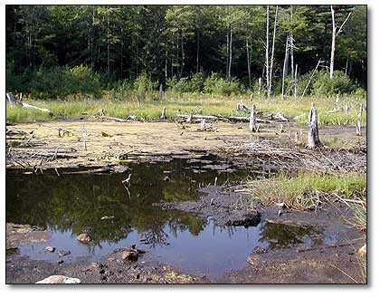 dry beaver pond