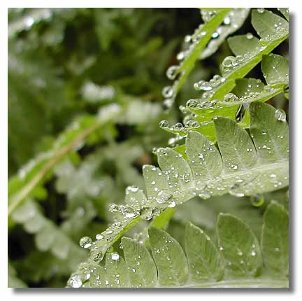 fern drops